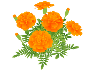 マリーゴールドのイメージ