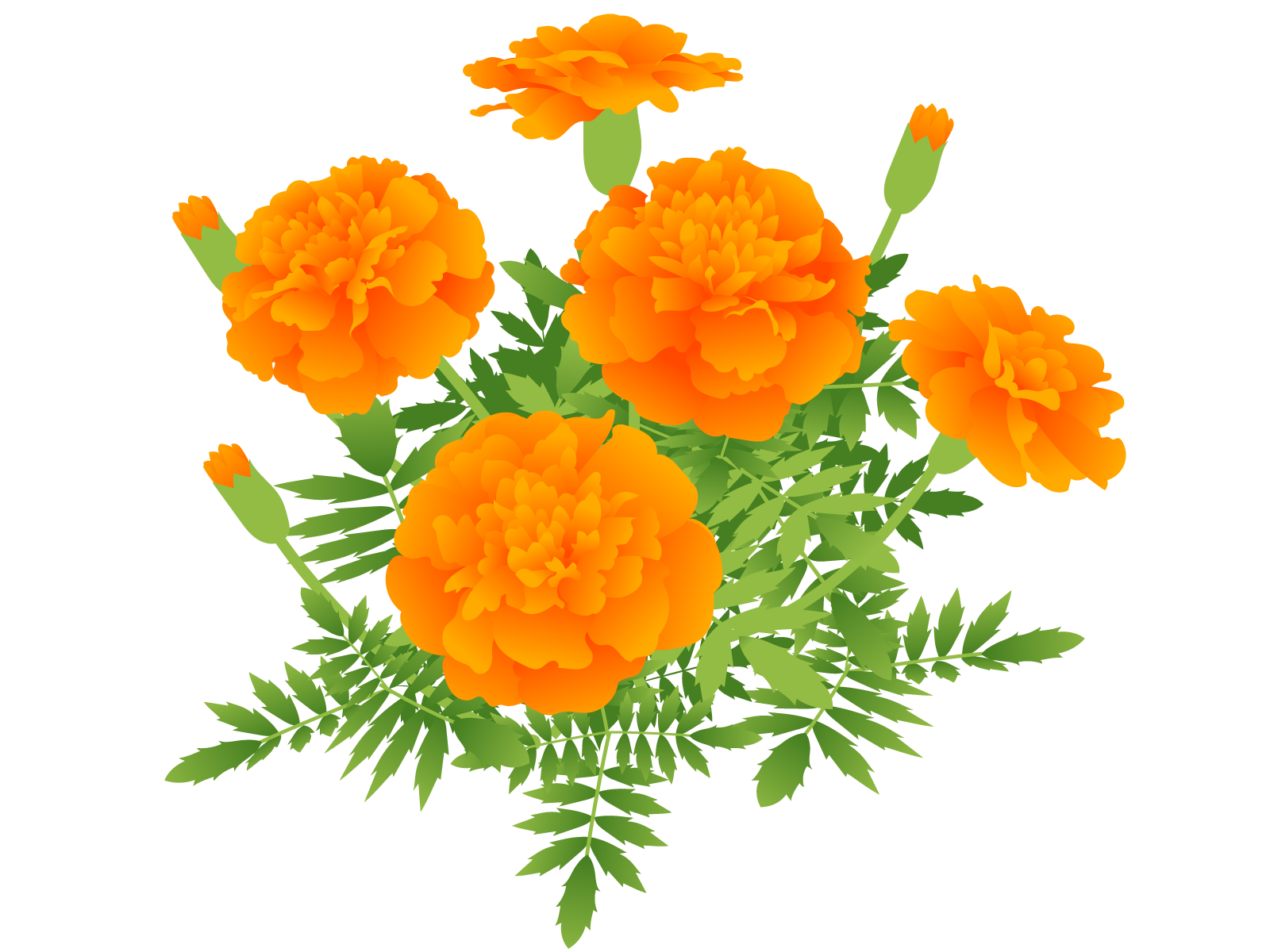 マリーゴールドのイメージ